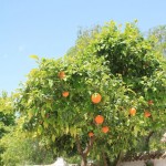 Caseria de San Benito Orangenbaum