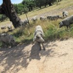 Extremadura Iberische Schweine