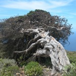 El Hiero Baum