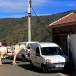 Pferd vor dem Gasthaus in Olias